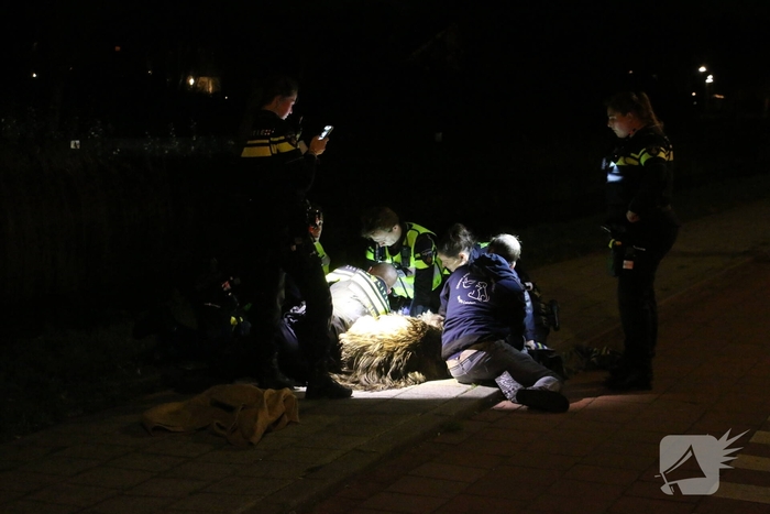 Ontsnapte emoe houdt politie bezig