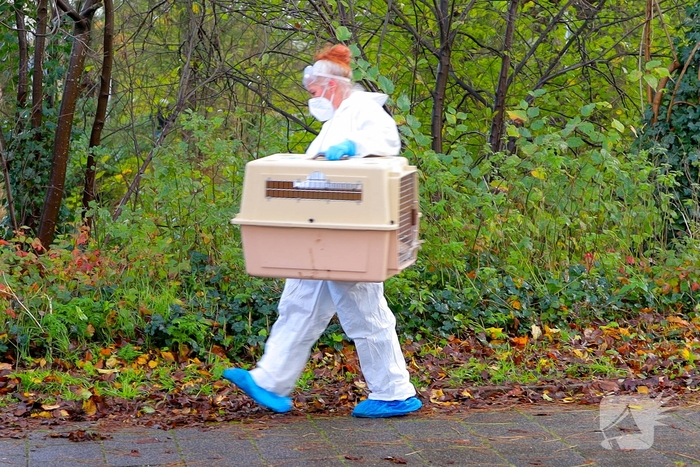 Brandweer redt zwaan met vermoedelijke vogelgriep