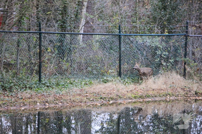 Brandweer en politie redden ree uit poel