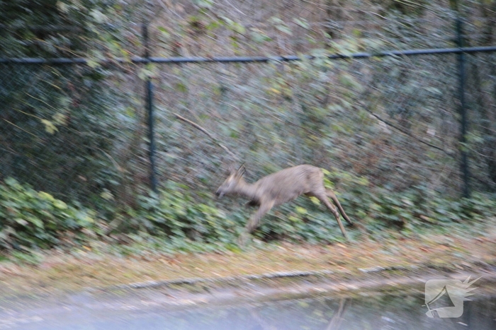 Brandweer en politie redden ree uit poel
