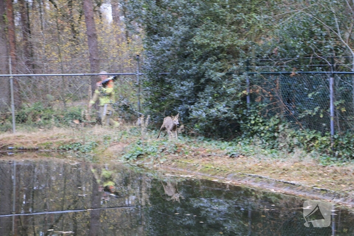 Brandweer en politie redden ree uit poel