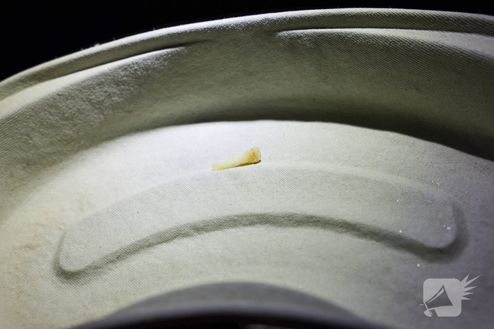 Fietser vliegt door rood bij Pompenburg en verliest tanden na harde botsing