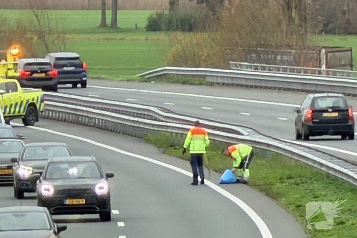 Hond overleden na aanrijding met auto