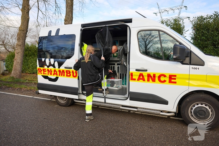 Kattenredding leidt tot tijdelijke verkeershinder