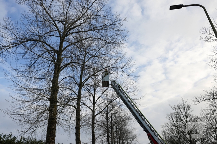 Kattenredding leidt tot tijdelijke verkeershinder