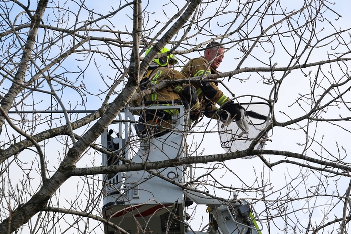 Kattenredding leidt tot tijdelijke verkeershinder
