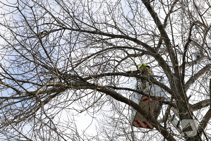 Kattenredding leidt tot tijdelijke verkeershinder