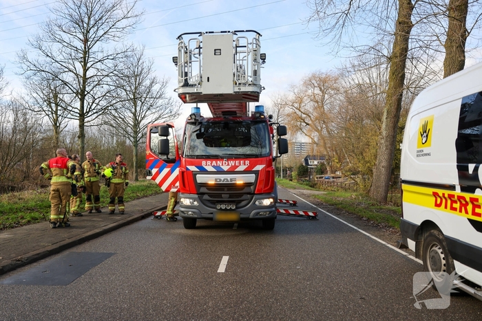 Kattenredding leidt tot tijdelijke verkeershinder