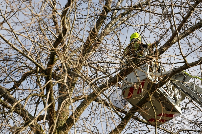 Kattenredding leidt tot tijdelijke verkeershinder