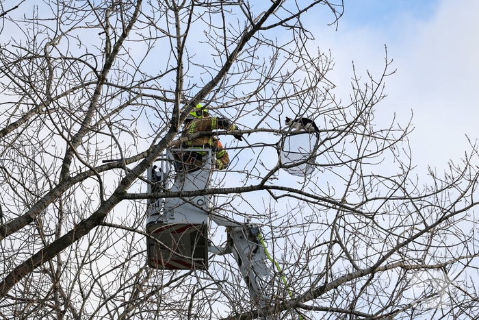 Kattenredding leidt tot tijdelijke verkeershinder