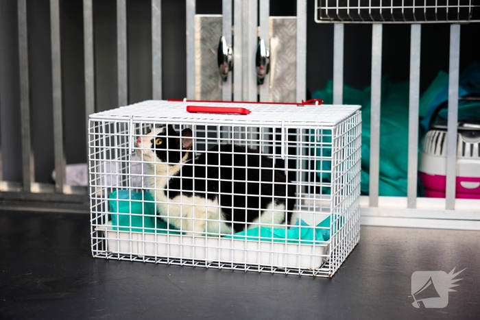 Kattenredding leidt tot tijdelijke verkeershinder