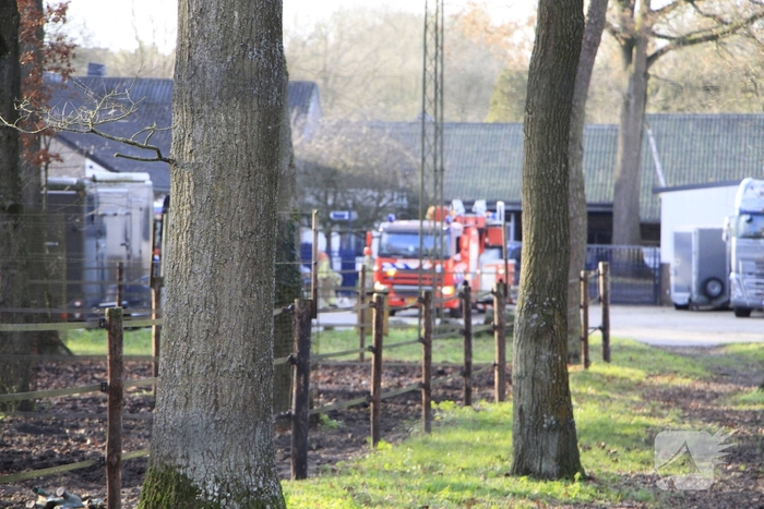 Brandweer redt kat uit boom