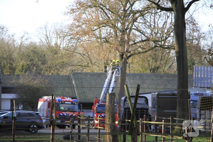 Brandweer redt kat uit boom