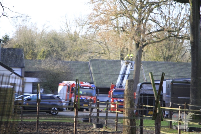 Brandweer redt kat uit boom