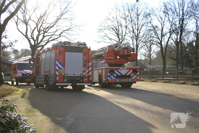 Brandweer redt kat uit boom