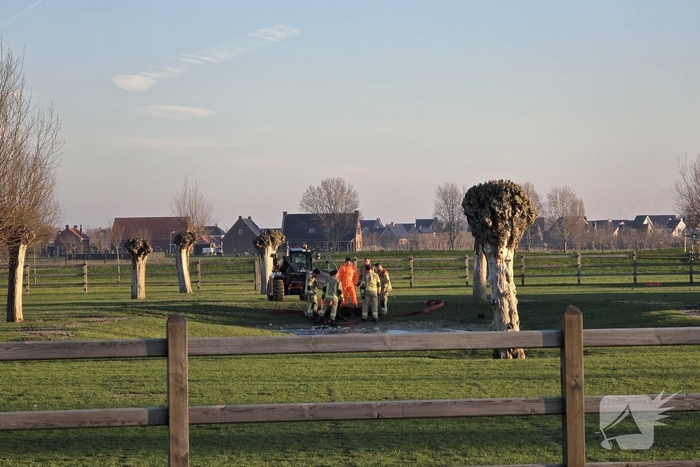 Schotse Hooglander in nood na doorzakken ijs