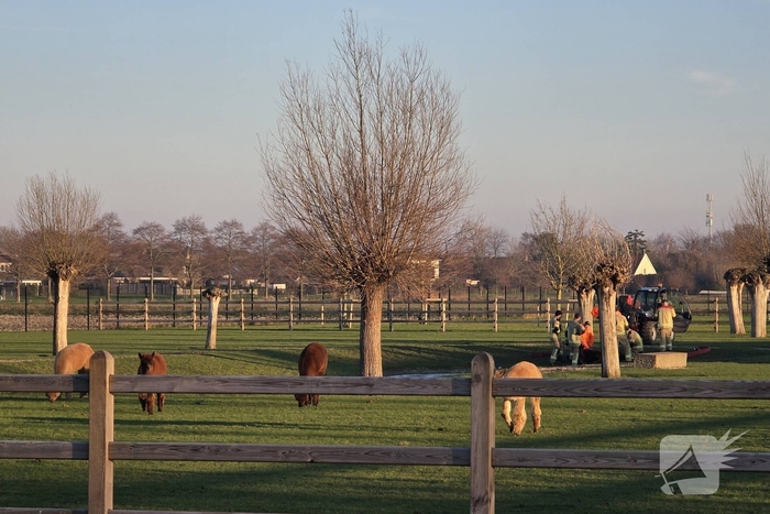 Schotse Hooglander in nood na doorzakken ijs