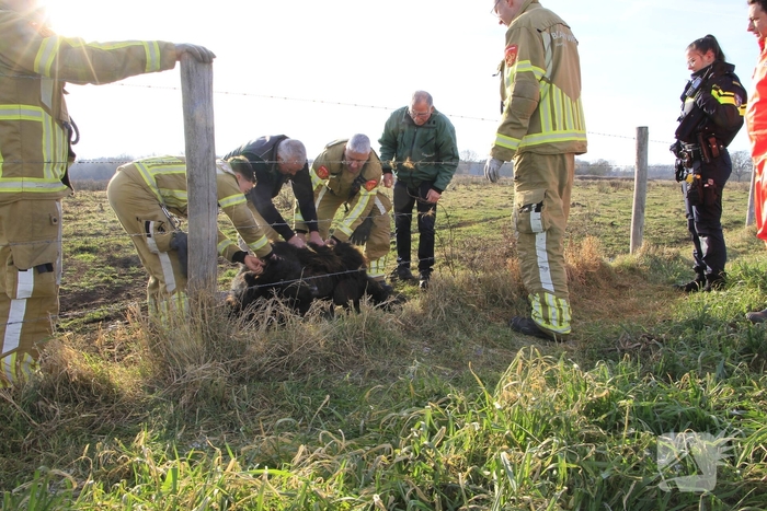 Stier onderkoeld uit ijs gehaald door brandweerlieden