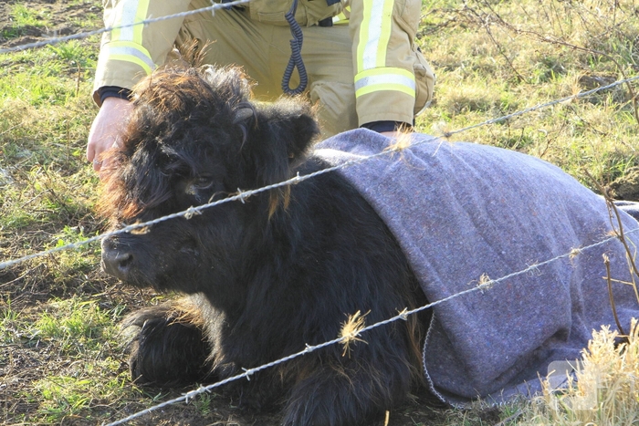 Stier onderkoeld uit ijs gehaald door brandweerlieden