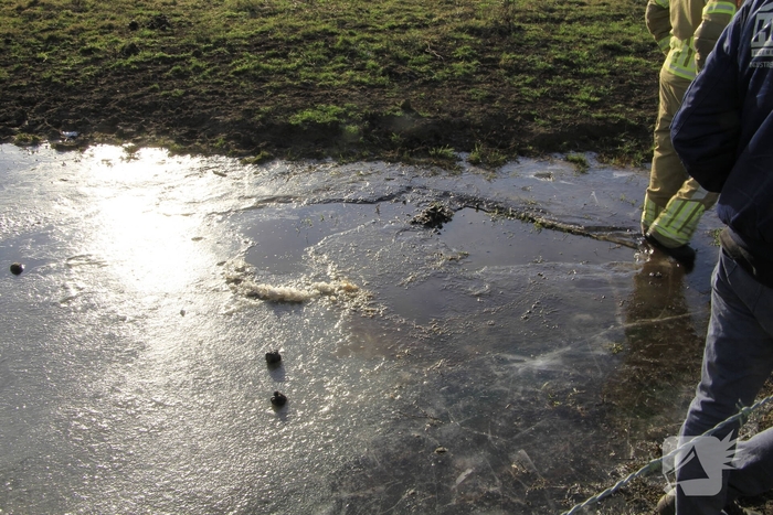 Stier onderkoeld uit ijs gehaald door brandweerlieden
