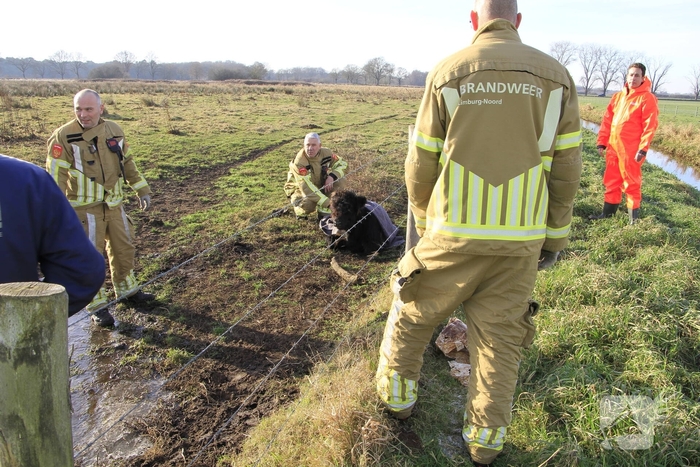 Stier onderkoeld uit ijs gehaald door brandweerlieden