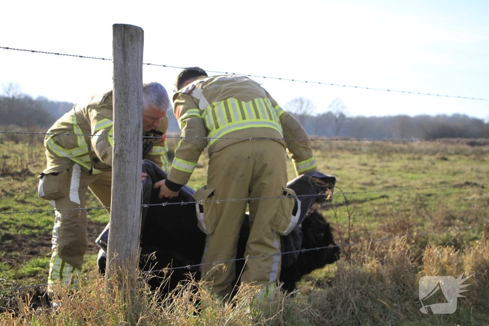 Stier onderkoeld uit ijs gehaald door brandweerlieden