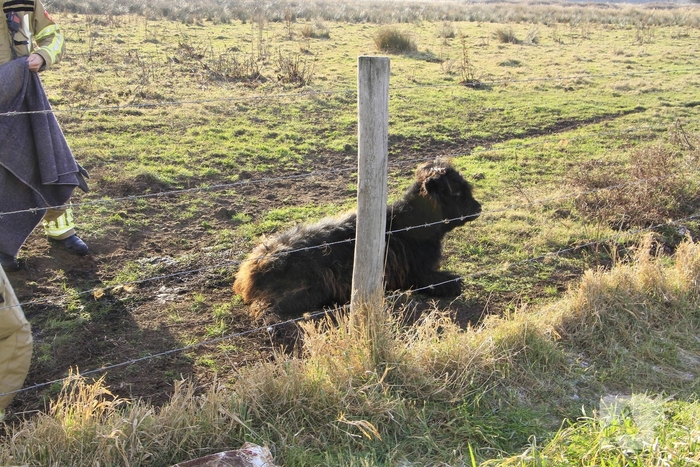 Stier onderkoeld uit ijs gehaald door brandweerlieden