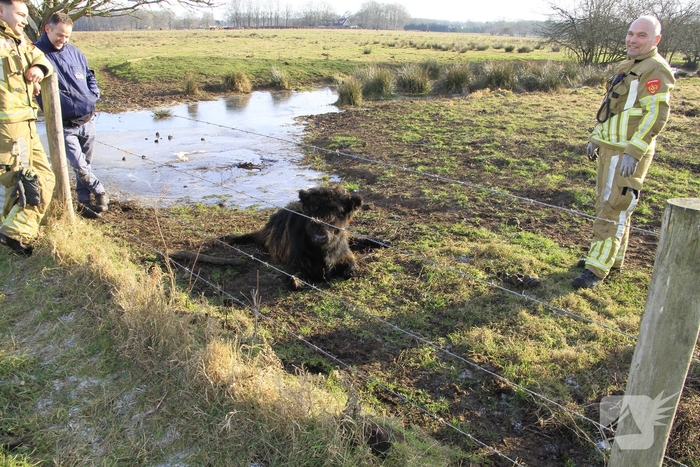 Stier onderkoeld uit ijs gehaald door brandweerlieden