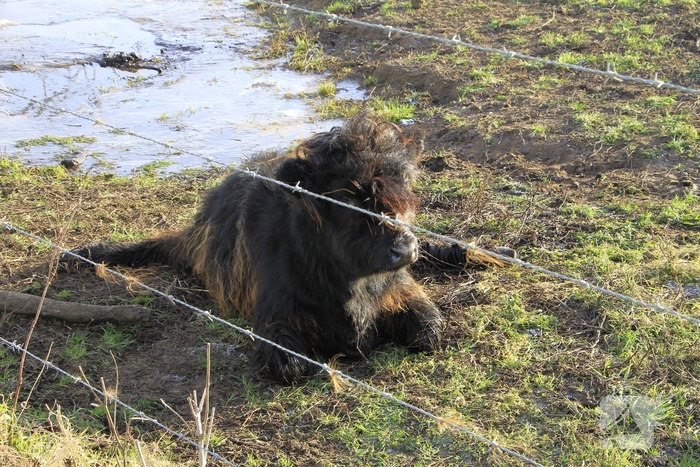 Stier onderkoeld uit ijs gehaald door brandweerlieden