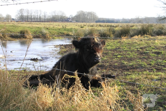 Stier onderkoeld uit ijs gehaald door brandweerlieden