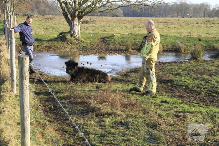 Stier onderkoeld uit ijs gehaald door brandweerlieden
