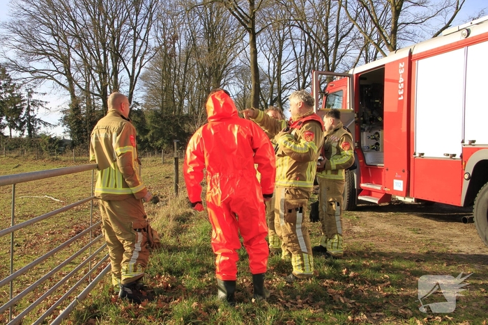 Stier onderkoeld uit ijs gehaald door brandweerlieden