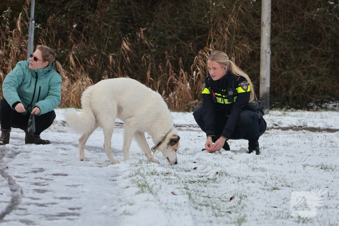 Ontsnapte hond Rylin na kat en muisspel van twee uur gevangen