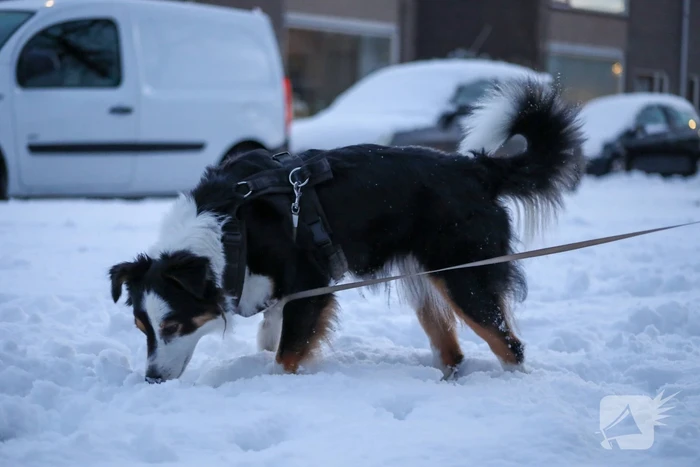 Sneeuwpret voor dier en mens