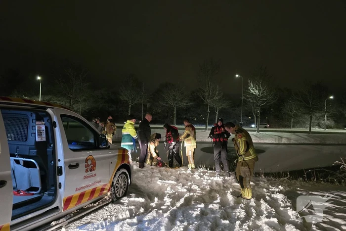 Duikteam ingeschakeld voor vastzittende zwaan