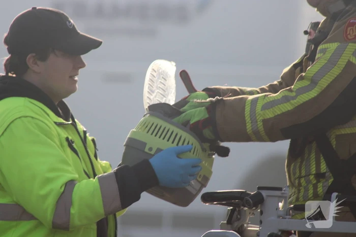 Brandweer redt duif uit boom