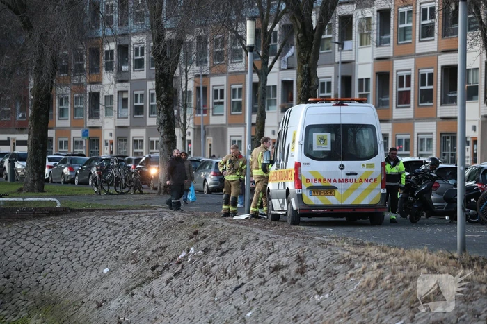 Zwaan gewond door mishandeling met stenen