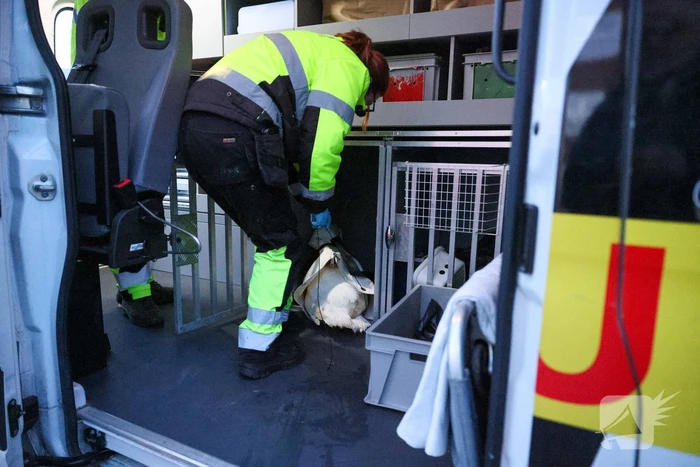 Zwaan gewond door mishandeling met stenen
