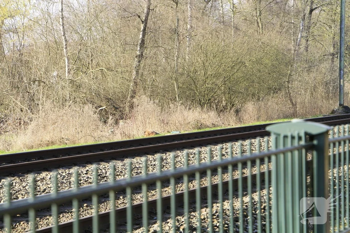 Hond overleden na aanrijding met trein