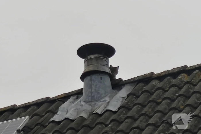 Brandweer helpt kat in nood