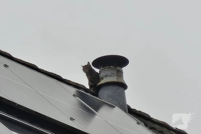 Brandweer helpt kat in nood