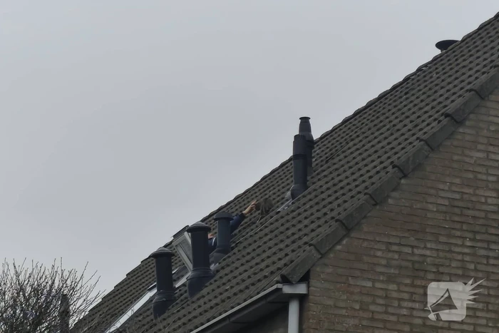 Brandweer helpt kat in nood