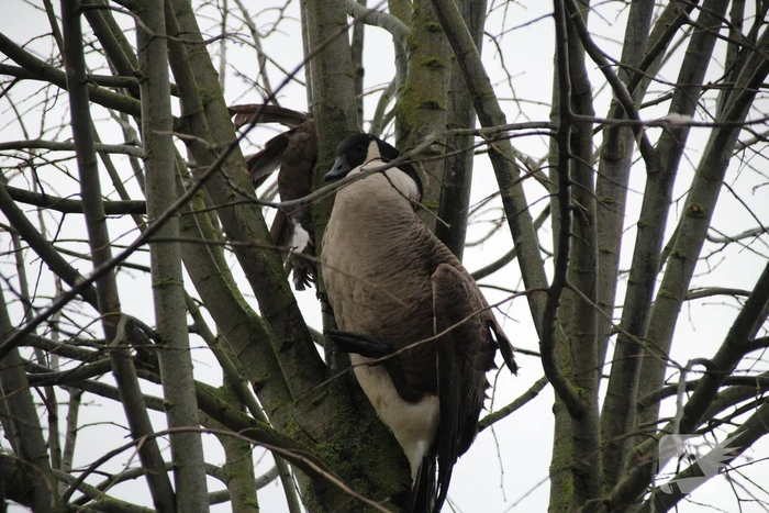 Brandweervrouw redt gans uit boom