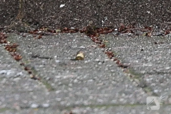 Schietpartij in Rotterdam: politie zoekt daders