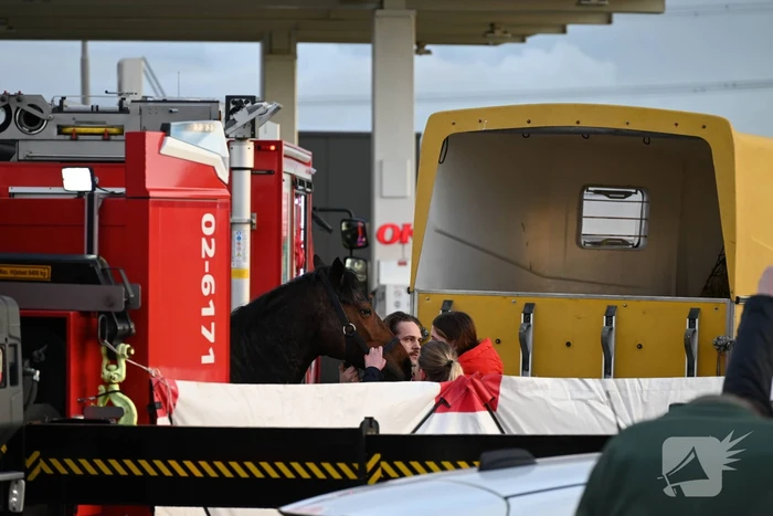 Paard zakt door vloer van trailer, brandweer schiet te hulp