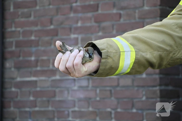Brandweer redt mus uit afzuiginstallatie