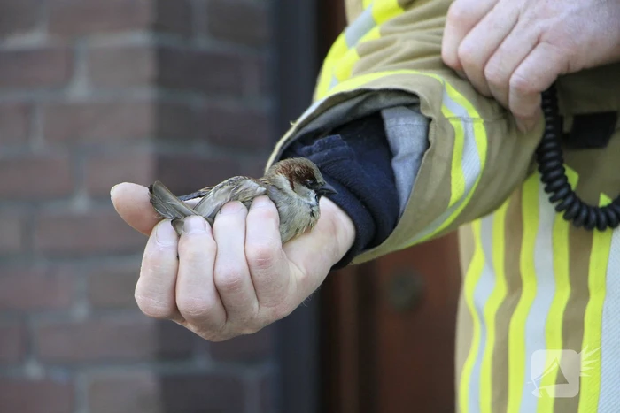 Brandweer redt mus uit afzuiginstallatie