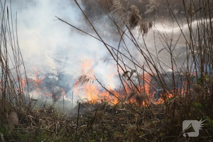 Brand verwoest riet langs het water