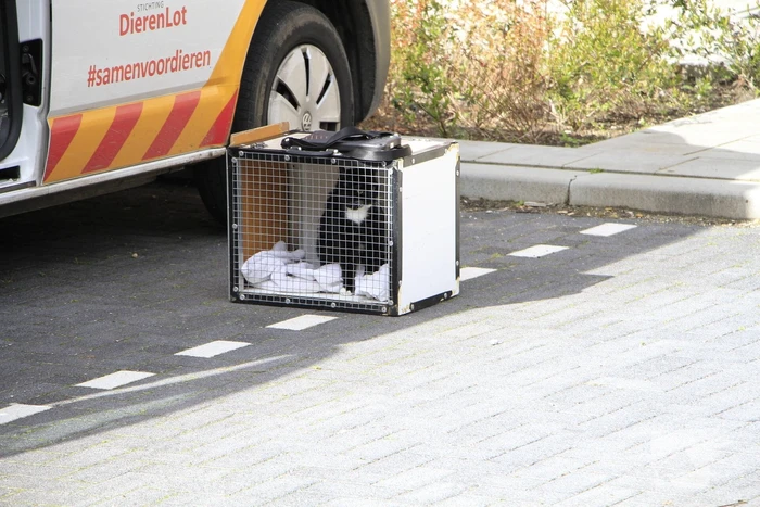 nieuws anna van burenstraat weert