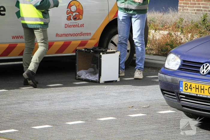 Kat gewond na val achter woning